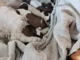 Lhasa apso/sitzu  - 5