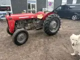 Massey Ferguson 35 benzin - 2