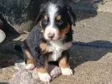 "Mini Berner Sennen" - 2