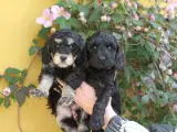 cockerdoodle, cockerpoo, doodle - 4