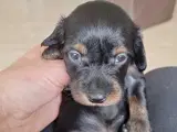 Lækre langhåret dværg gravhunde  - 3
