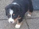 "Mini Berner Sennen" - 3