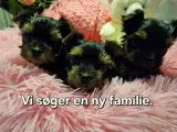 Små Yorkshire Terrier hvalpe, se prisen i annoncen - 5