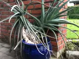  Stor Aloe Vera plante - kan afhentes gratis