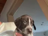 Hvalpe blanding mellem en labrador og rughåret - 5