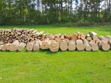 blandet Ahorn, Bøg og andet