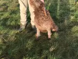 Labradoodle hvalpe 2 generation  fælder ikke  - 5