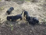 1 tilbage Standart Gravhunde hvalpe 7 uger - 3