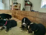 Berner Sennen hvalpe med stamtavle - 4