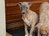 Whippet Mynde Hvalpe