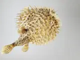 ⭐️· Dekoration af tørret pindsvinefisk / Kuglefisk - 4