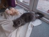 Mainecoon killing - 4