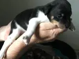 Dansk svensk gårdhund  - 2