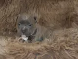 Staffordshire Bull Terrier - 2