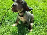 Chinese crested/powder puff drenge med DKK stambog - 3