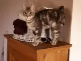 Bengal kryds m skovkatt