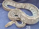 Pied kongepythons + lidt mere, nye priser  - 5