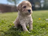 Lækre Malshipoo blandingshvalpe - 4