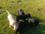  Labrador Formel 1 hvalpe  - 2