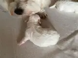 Coton de Tulear - 2