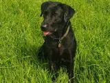 Formel 1 labrador  - 4