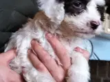 Lagotto hvalpe -doodle - 3