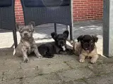 Fluffy fransk bulldog med stamtavle - 2