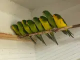 Citronparakitter