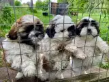 Allergivenlig Shih Tzu hvalpe - 3