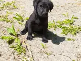 Labrador Hvalpe - Jyllands kønneste piger  - 2