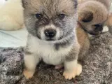 Akita Inu hvalpe - 2