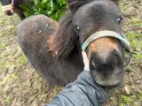 Shetlænder hingsteføl til salg - 4