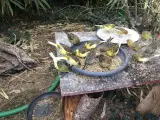 Kanariefugle