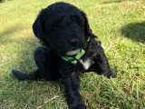 Familieopdrættede goldendoodles - 2