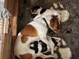 Dansk Svensk Gårdhunde hvalpe - 5