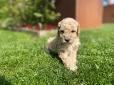  Smukke Goldendoodle mellem doodle hvalpe - 5