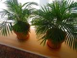Planter i krukker