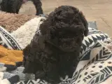 Shihpoo babyer  - 2