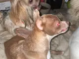 Shih Tzu/Chihuahua blandings hvalpe - 3