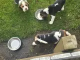 Beagle tricolor - 4
