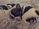 Langhåret Chihuahua Han