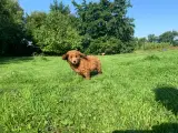 Mini Golden Doodle F1B babyer  - 2