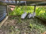 3 hun Kaniner 