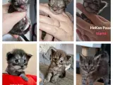Maine coon,s med tavle 