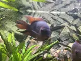 Cichclide