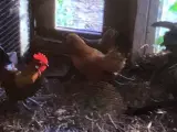 Dværghøns