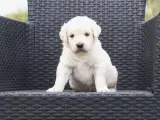 Utrolig dejlige Golden retriever søger hjem  - 4