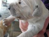 Golden Retriever hvalpe - 3