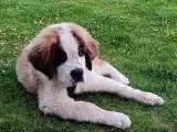 HASTER! Sankt Bernhardshund hvalp 4 månader - 3