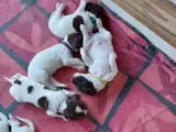 Engelsk Springer Spaniel ft. fin Stamtavle - 2